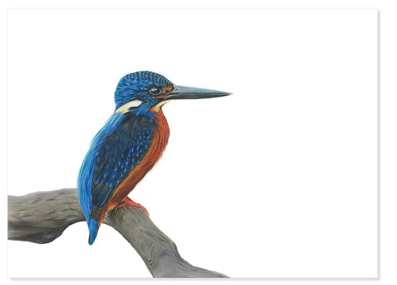 IJsvogel (originele tekening)