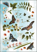 Collage, Joseph Jakob von Plenck, The Fitzwilliam Museum - Catch Utrecht