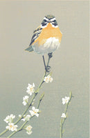 Paapje met bloesem - Catch Utrecht