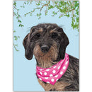 Teckel met sjaal - Catch Utrecht