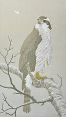 Havik - Catch Utrecht